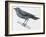 Zoology: Birds, Blue Rock-Thrush (Monticola Solitarius)-null-Framed Giclee Print