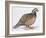 Zoology: Birds, Bobwhite Quail (Colinus Virginianus)-null-Framed Giclee Print