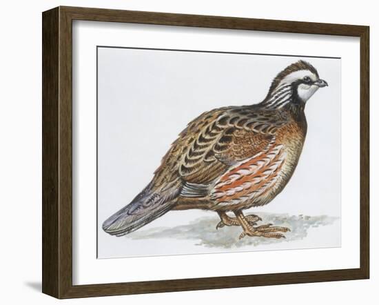 Zoology: Birds, Bobwhite Quail (Colinus Virginianus)-null-Framed Giclee Print