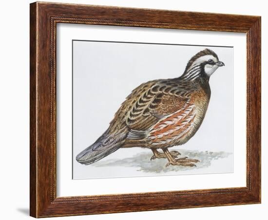 Zoology: Birds, Bobwhite Quail (Colinus Virginianus)-null-Framed Giclee Print