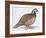 Zoology: Birds, Bobwhite Quail (Colinus Virginianus)-null-Framed Giclee Print