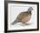 Zoology: Birds, Bobwhite Quail (Colinus Virginianus)-null-Framed Giclee Print