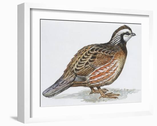 Zoology: Birds, Bobwhite Quail (Colinus Virginianus)-null-Framed Giclee Print