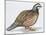 Zoology: Birds, Bobwhite Quail (Colinus Virginianus)-null-Mounted Giclee Print