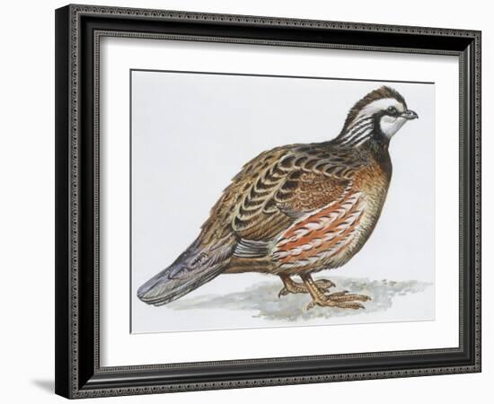 Zoology: Birds, Bobwhite Quail (Colinus Virginianus)-null-Framed Giclee Print