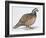 Zoology: Birds, Bobwhite Quail (Colinus Virginianus)-null-Framed Giclee Print