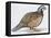 Zoology: Birds, Bobwhite Quail (Colinus Virginianus)-null-Framed Premier Image Canvas
