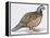 Zoology: Birds, Bobwhite Quail (Colinus Virginianus)-null-Framed Premier Image Canvas