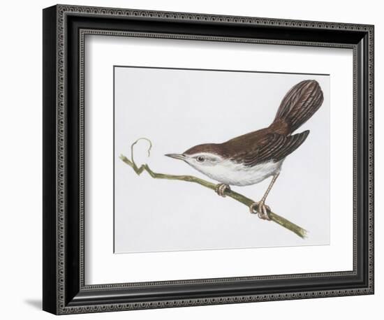 Zoology: Birds, Cetti's Warbler-null-Framed Giclee Print