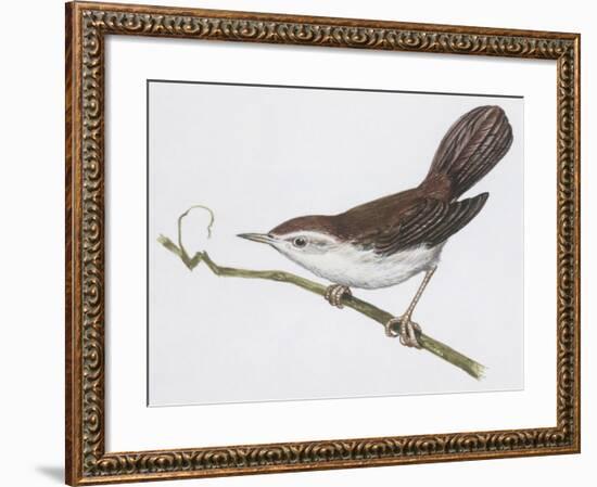 Zoology: Birds, Cetti's Warbler-null-Framed Giclee Print