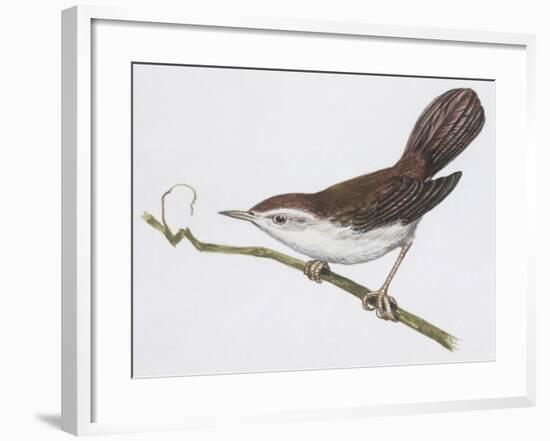 Zoology: Birds, Cetti's Warbler-null-Framed Giclee Print