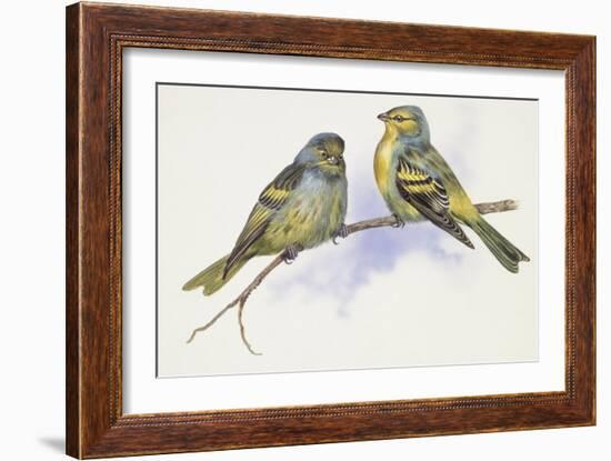 Zoology: Birds, Corsican Finch (Carduelis Corsicana) and European Goldfinch (Carduelis Carduelis)-null-Framed Giclee Print