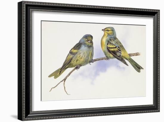 Zoology: Birds, Corsican Finch (Carduelis Corsicana) and European Goldfinch (Carduelis Carduelis)-null-Framed Giclee Print