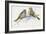 Zoology: Birds, Corsican Finch (Carduelis Corsicana) and European Goldfinch (Carduelis Carduelis)-null-Framed Giclee Print
