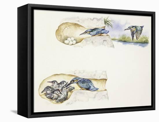 Zoology: Birds, European Kingfisher (Alcedo Atthis)-null-Framed Premier Image Canvas