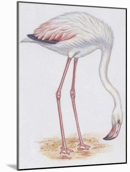 Zoology: Birds, Greater Flamingo-null-Mounted Giclee Print