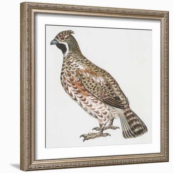 Zoology: Birds, Hazel Hen (Bonasa Bonasia)-null-Framed Giclee Print