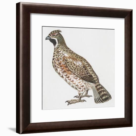 Zoology: Birds, Hazel Hen (Bonasa Bonasia)-null-Framed Giclee Print