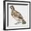 Zoology: Birds, Hazel Hen (Bonasa Bonasia)-null-Framed Giclee Print