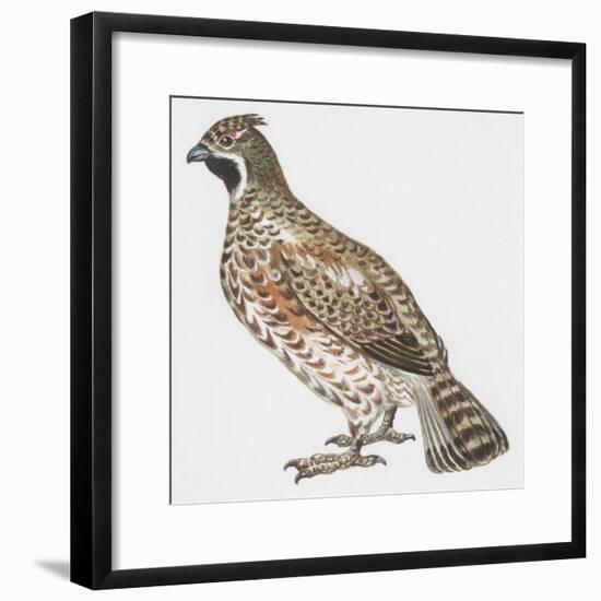 Zoology: Birds, Hazel Hen (Bonasa Bonasia)-null-Framed Giclee Print