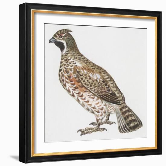 Zoology: Birds, Hazel Hen (Bonasa Bonasia)-null-Framed Giclee Print