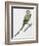 Zoology: Birds, Newton's Parakeet (Psittacula Exsul))-null-Framed Giclee Print