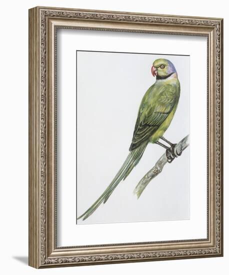 Zoology: Birds, Newton's Parakeet (Psittacula Exsul))-null-Framed Giclee Print