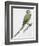 Zoology: Birds, Newton's Parakeet (Psittacula Exsul))-null-Framed Giclee Print