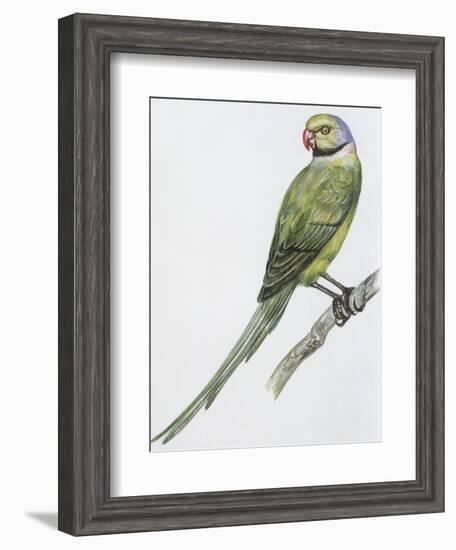 Zoology: Birds, Newton's Parakeet (Psittacula Exsul))-null-Framed Giclee Print