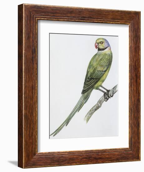 Zoology: Birds, Newton's Parakeet (Psittacula Exsul))-null-Framed Giclee Print