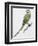 Zoology: Birds, Newton's Parakeet (Psittacula Exsul))-null-Framed Giclee Print