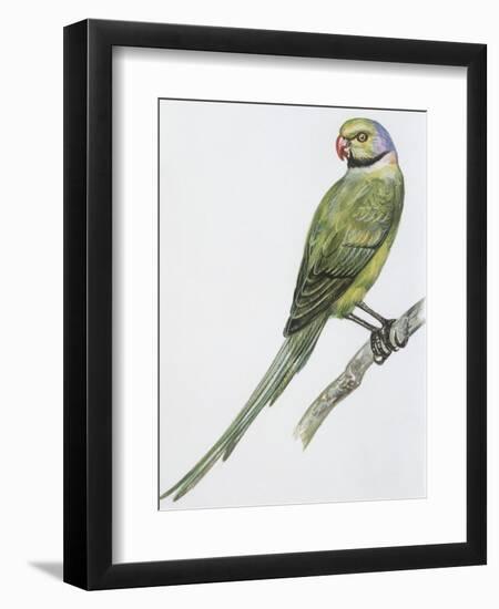 Zoology: Birds, Newton's Parakeet (Psittacula Exsul))-null-Framed Giclee Print