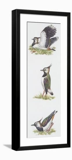Zoology: Birds, Northern Lapwing (Vanellus Vanellus)-null-Framed Giclee Print