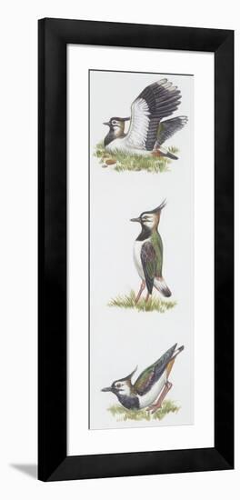 Zoology: Birds, Northern Lapwing (Vanellus Vanellus)-null-Framed Giclee Print
