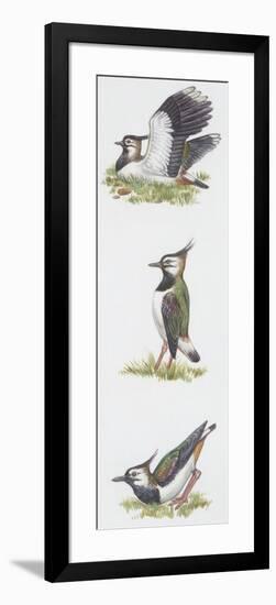 Zoology: Birds, Northern Lapwing (Vanellus Vanellus)-null-Framed Giclee Print