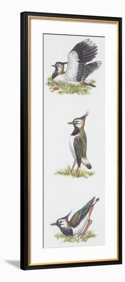 Zoology: Birds, Northern Lapwing (Vanellus Vanellus)-null-Framed Giclee Print