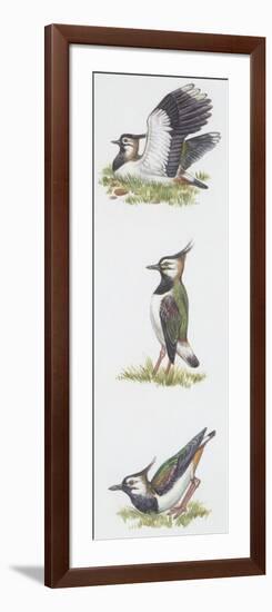 Zoology: Birds, Northern Lapwing (Vanellus Vanellus)-null-Framed Giclee Print