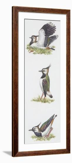 Zoology: Birds, Northern Lapwing (Vanellus Vanellus)-null-Framed Giclee Print