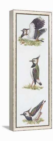 Zoology: Birds, Northern Lapwing (Vanellus Vanellus)-null-Framed Premier Image Canvas