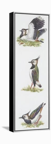 Zoology: Birds, Northern Lapwing (Vanellus Vanellus)-null-Framed Premier Image Canvas