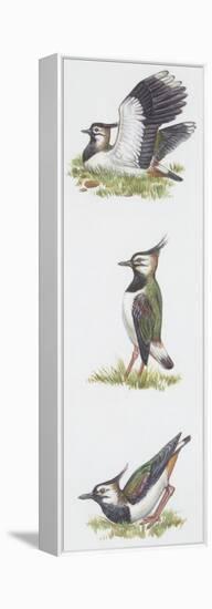 Zoology: Birds, Northern Lapwing (Vanellus Vanellus)-null-Framed Premier Image Canvas