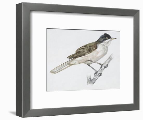 Zoology: Birds - Passeriformes - Western Orphean Warbler (Sylvia Hortensis). Art Work-null-Framed Giclee Print