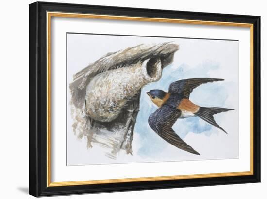 Zoology: Birds, Red-Rumped Swallow (Hirundo Daurica)-null-Framed Giclee Print