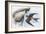Zoology: Birds, Red-Rumped Swallow (Hirundo Daurica)-null-Framed Giclee Print