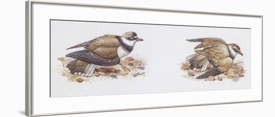 Zoology: Birds, Ringed Plover (Charadrius Hiaticula)-null-Framed Giclee Print