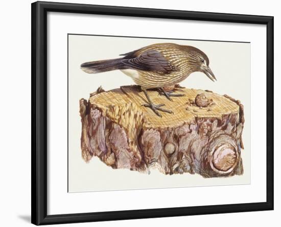 Zoology: Birds, Spotted Nutcracker, (Nucifraga Caryocatactes)-null-Framed Giclee Print