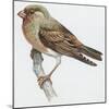 Zoology: Birds, Trumpeter Finch, (Rhodopechys Githaginea)-null-Mounted Giclee Print