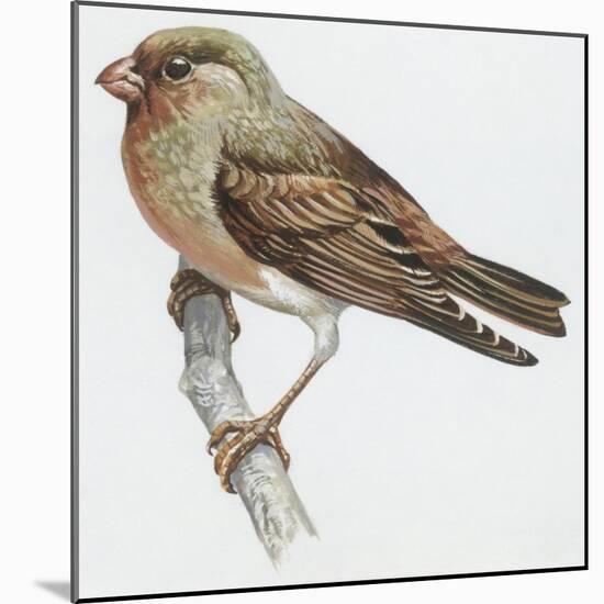 Zoology: Birds, Trumpeter Finch, (Rhodopechys Githaginea)-null-Mounted Giclee Print