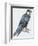 Zoology: Birds-null-Framed Giclee Print