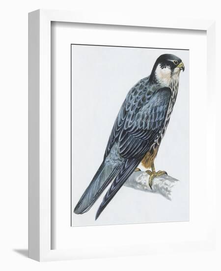 Zoology: Birds-null-Framed Giclee Print